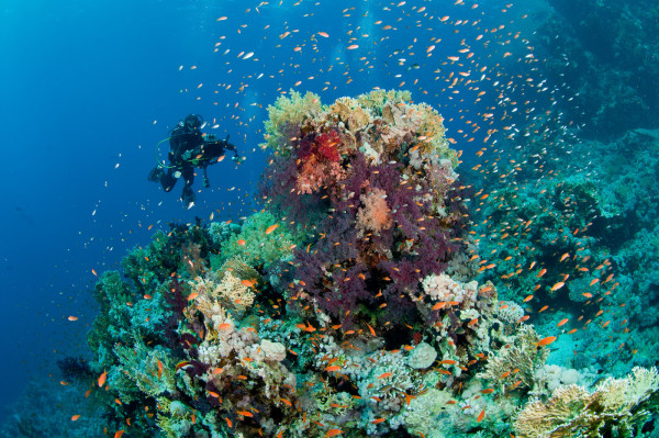 Ras Mohammed reserve trip in Sharm El Sheikh  ⭐